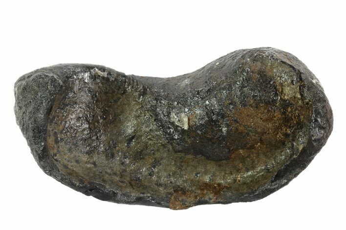 Fossil Whale Ear Bone - Miocene #95743